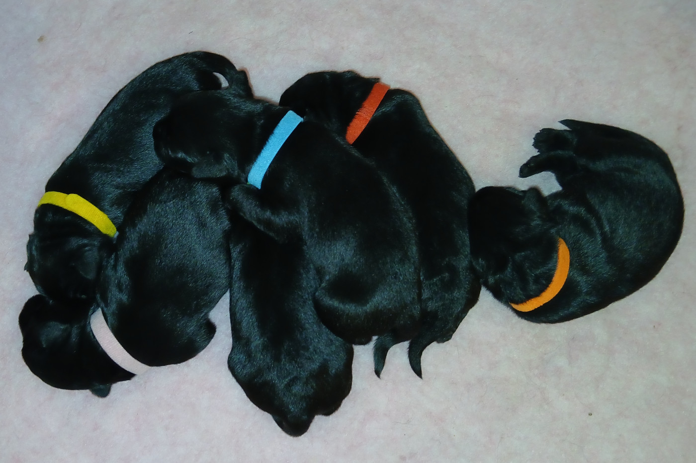 Chiot Schnauzer Du Clos De La Rochardiere