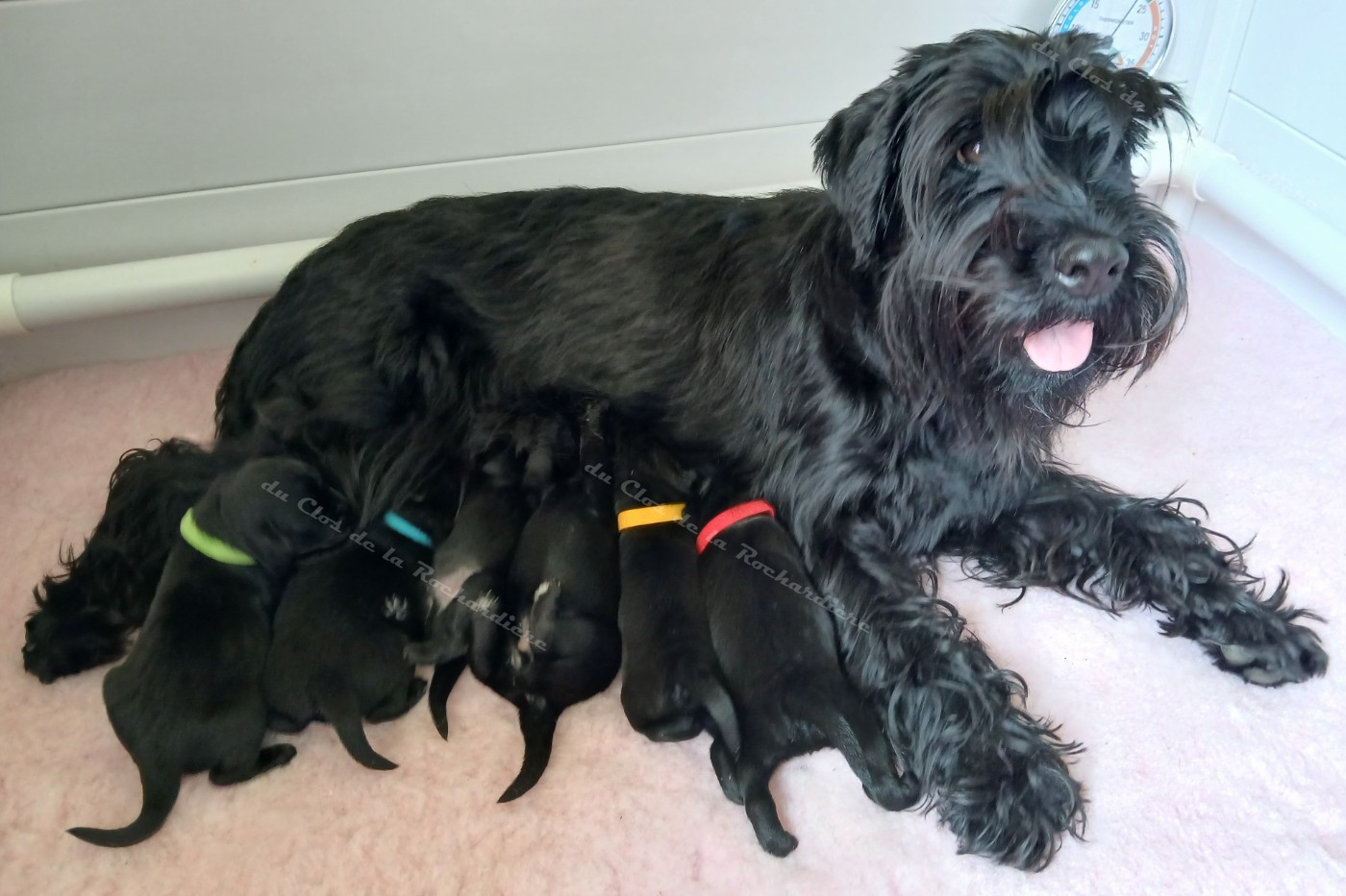 Chiot Schnauzer Du Clos De La Rochardiere
