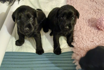 Chiot N°5