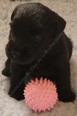 Chiot N°4