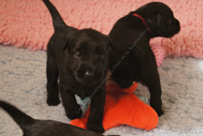 Chiot N°6